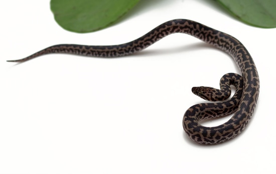 Spotted Python by Dynasty Reptiles