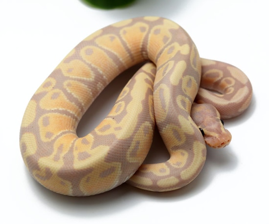 Super Banana? (Male) Ball Python by Dynasty Reptiles