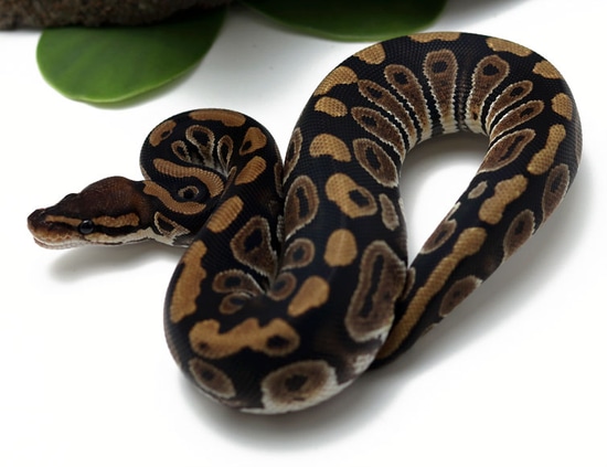Raven (Female) Ball Python by Dynasty Reptiles