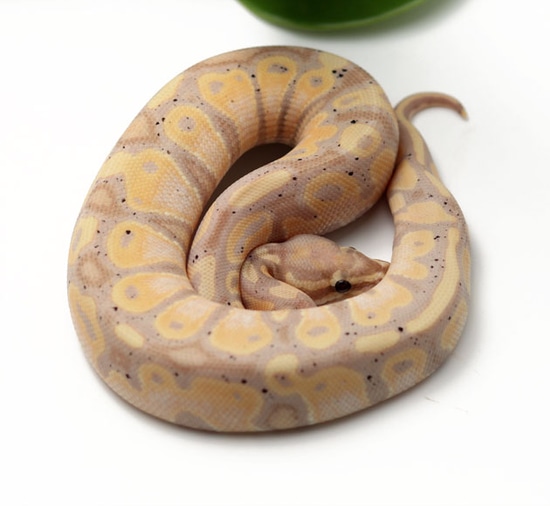 Banana Het Pied (Male) Ball Python by Dynasty Reptiles