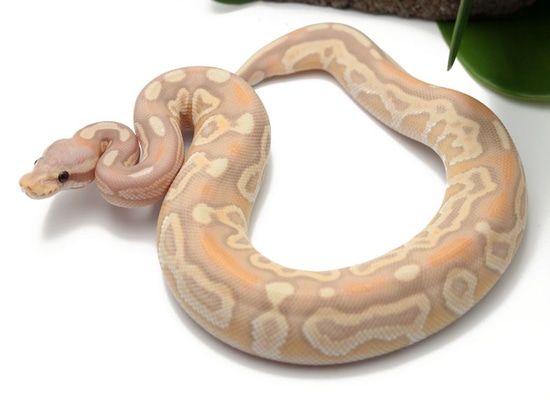 Banana Moochie Cinnamon (Male) Ball Python by Dynasty Reptiles