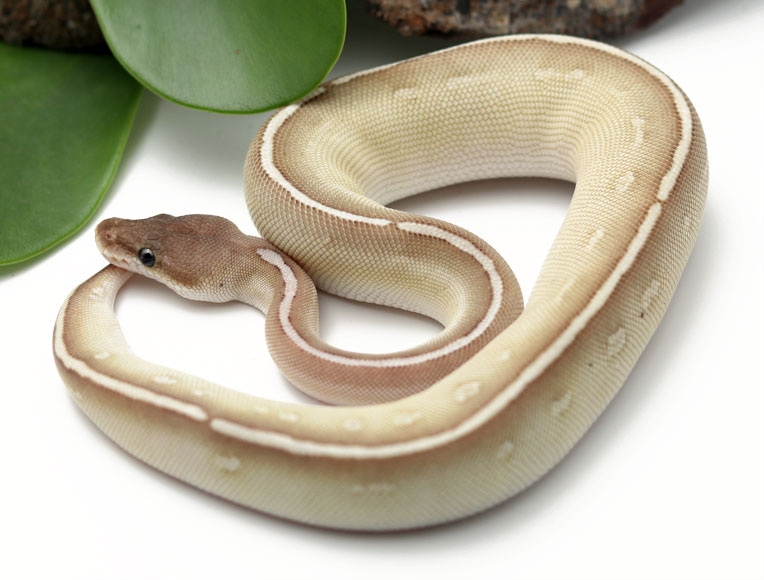 Bongo Cinnamon Butter (Female) Ball Python by Dynasty Reptiles