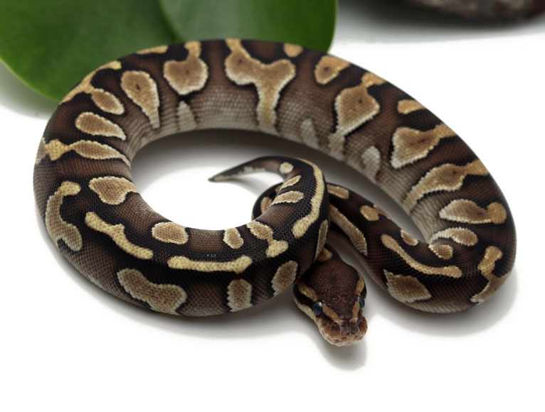 Raven Butter (Female) Ball Python by Dynasty Reptiles - MorphMarket