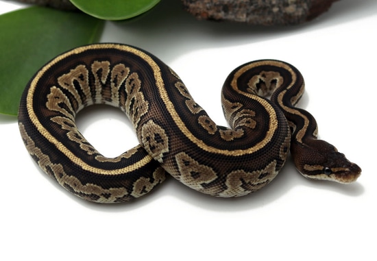 Bongo Specter (Female) Ball Python by Dynasty Reptiles
