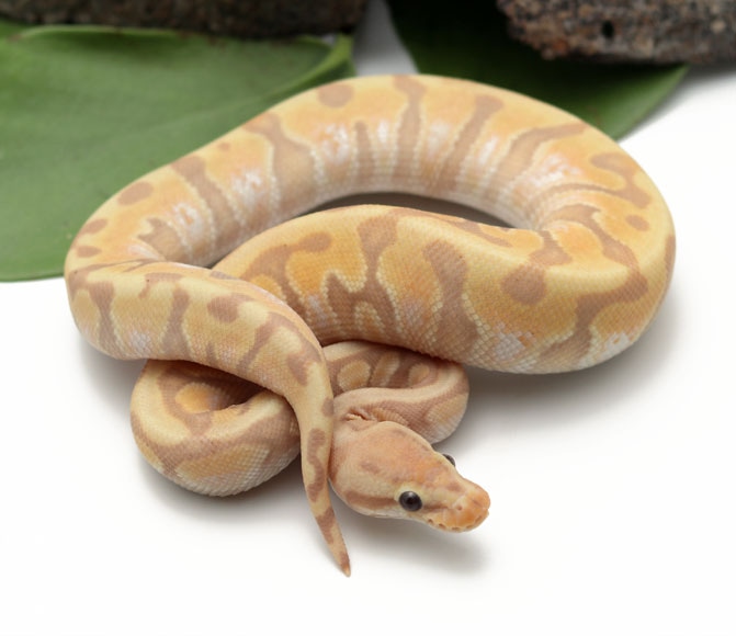 Banana HGW Enchi (Male) Ball Python by Dynasty Reptiles MorphMarket