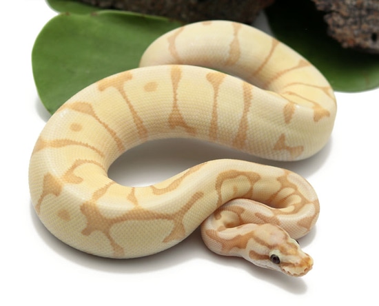 Banana Moochie Bee (Female) Ball Python by Dynasty Reptiles