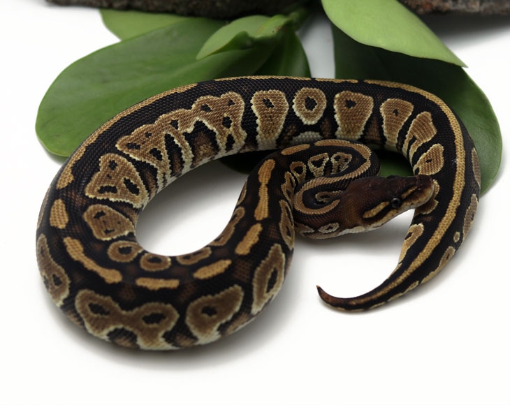 Bongo Ball Python by Dynasty Reptiles MorphMarket