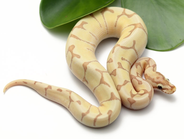 Banana Moochie Bee Ball Python by Dynasty Reptiles - MorphMarket