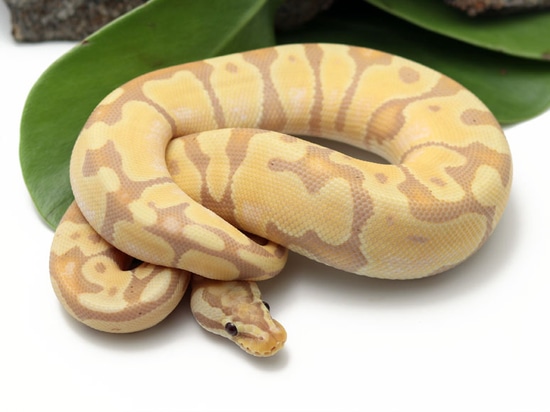 Banana Enchi Pastel Ball Python by Dynasty Reptiles