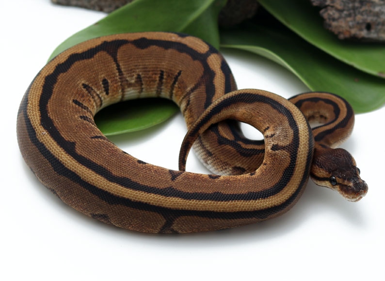 Genetic Stripe Ball Python by Dynasty Reptiles - MorphMarket