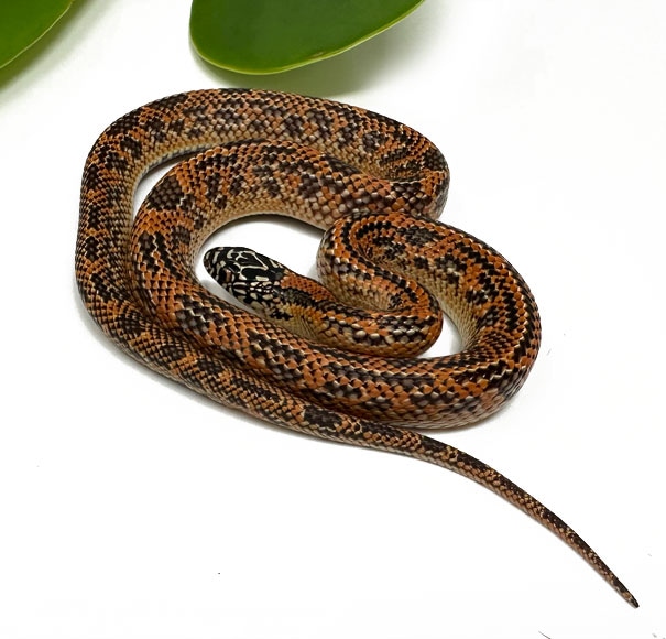 Mosaic King Florida Kingsnake by Dynasty Reptiles MorphMarket
