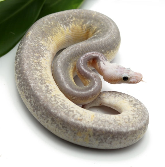 Bongo Sterling Ball Python by Dynasty Reptiles - MorphMarket