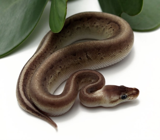 Pewter Pin Ball Python by Dynasty Reptiles