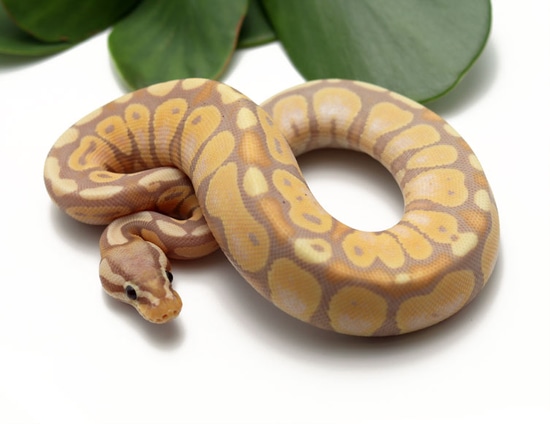 Banana Ball Python by Dynasty Reptiles