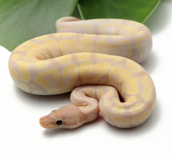 Super Banana Ball Python by Dynasty Reptiles