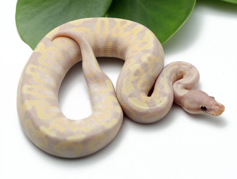 Super banana pastel ball python by dynasty reptiles morphmarket