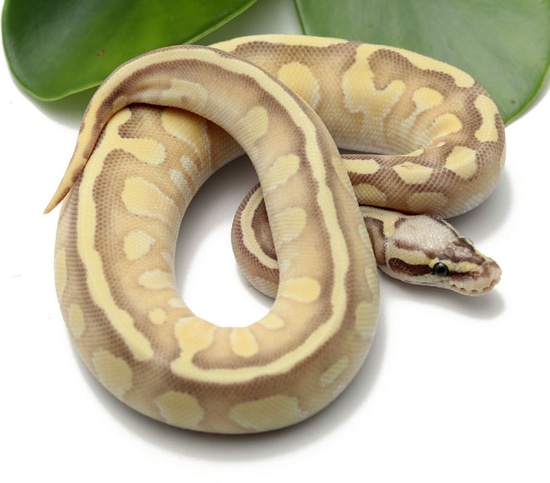 Super Pastel Butter Enchi Ball Python by Dynasty Reptiles