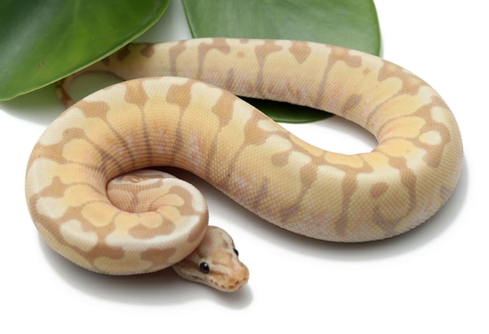 Banana Pastel Woma Ball Python by Dynasty Reptiles