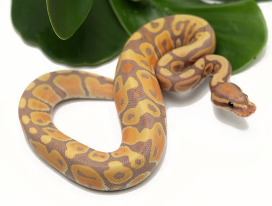 Banana Ball Python by Dynasty Reptiles