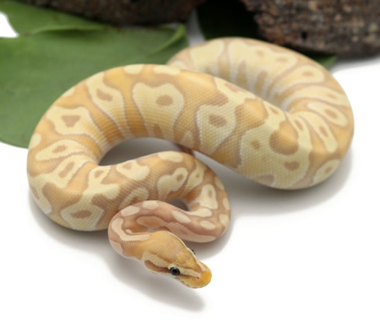 Banana Moochie Pastel (Male) Ball Python by Dynasty Reptiles