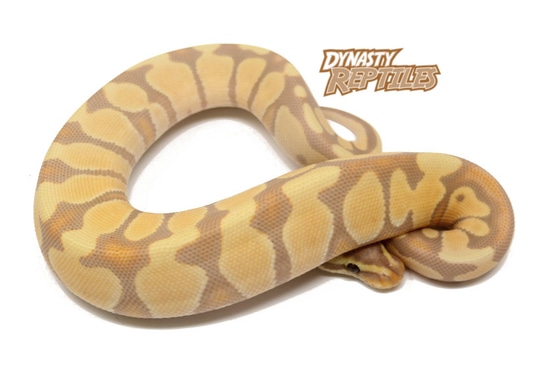 Banana Enchi Ball Python by Dynasty Reptiles