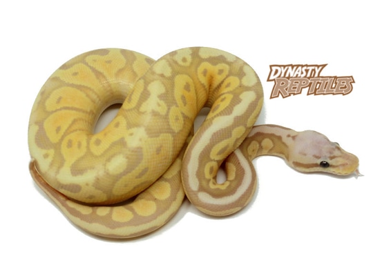 Banana Pastel Ball Python by Dynasty Reptiles