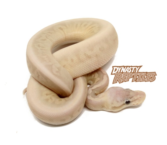 Banana Sterling Ball Python by Dynasty Reptiles
