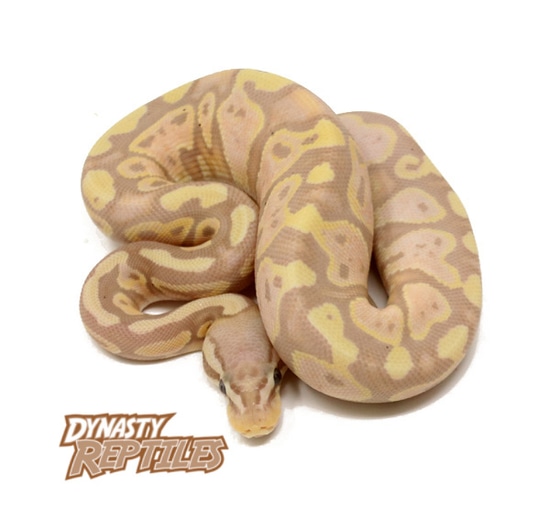 Banana Pastel (FM) Ball Python by Dynasty Reptiles