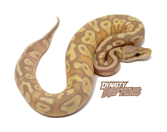 Banana Pastave Ball Python by Dynasty Reptiles