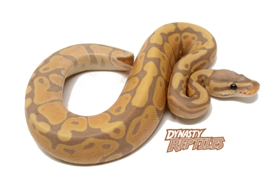 Banana Ball Python by Dynasty Reptiles