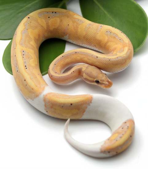 Banana Pied Ball Python by Dynasty Reptiles
