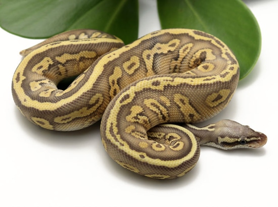 Super Butter Python Leopard Super Pastel Butter Ball Python by Dynasty Reptiles