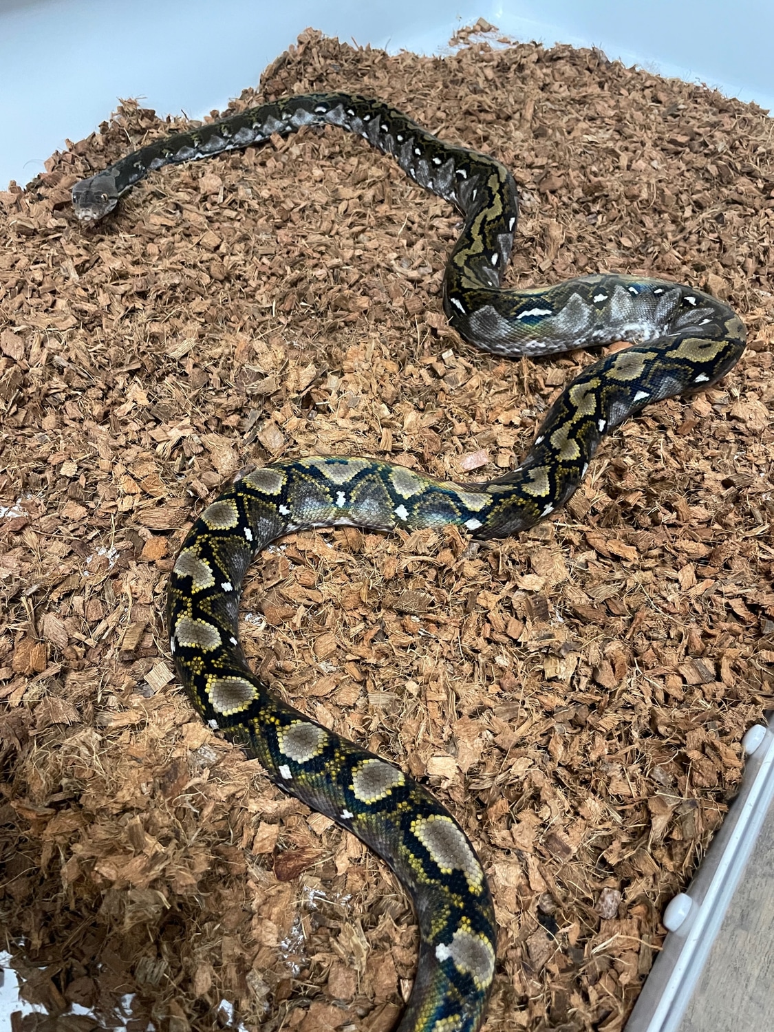 Kalatoa Super Dwarf Reticulated Python by Chimera - MorphMarket