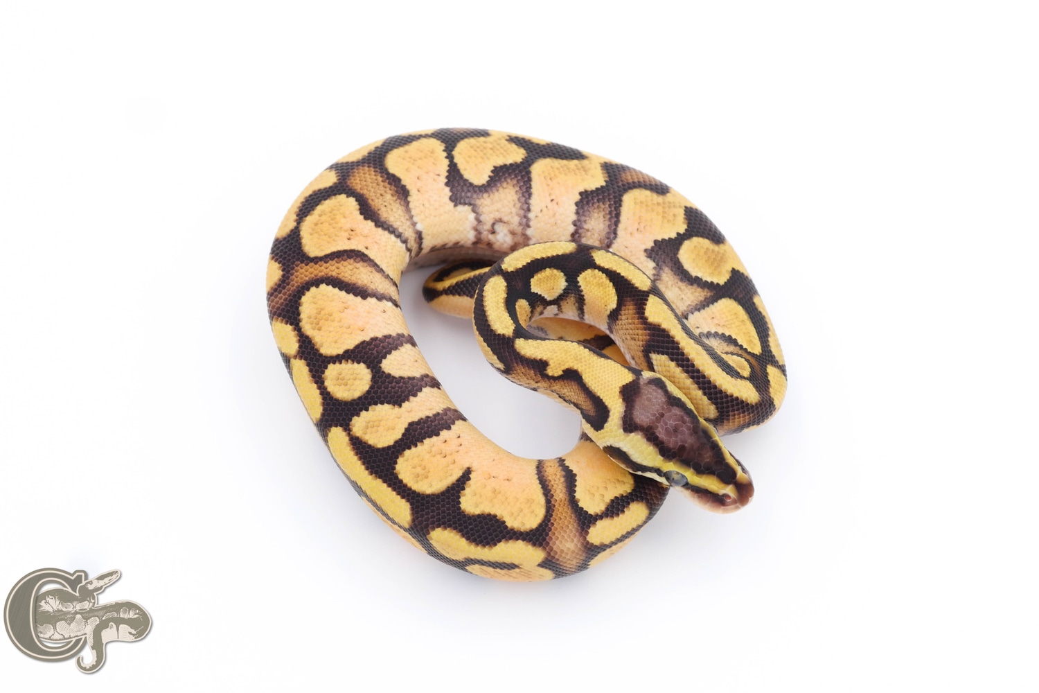 Pastel Enchi Het Puzzle Het Lavender 50% Het Pied 50% Het Hypo Ball ...