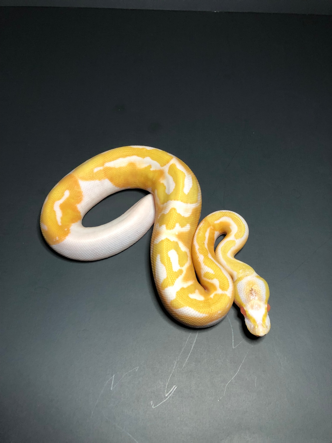 Albino Piebald Ball Python by Sekela's Serpents. - MorphMarket