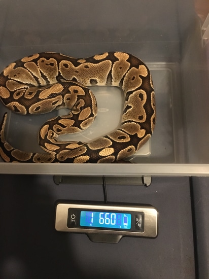 Special Ball Python by Locked & Loaded Creatures
