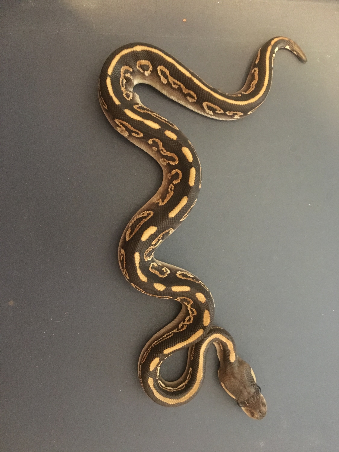 Black Magic Ball Python by Locked & Loaded Creatures - MorphMarket