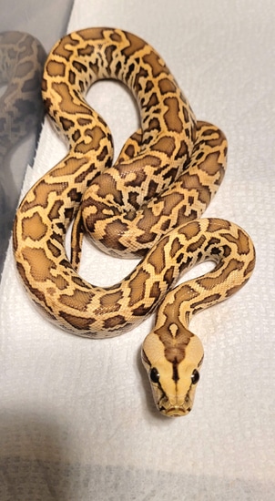 GC Caramel 66% Het Granite Pied Burmese Python by Andrew Campbell Reptiles