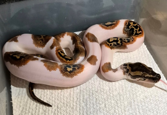 Pied 100% Het Granite 66% Het Gc Caramel 50% Het Green