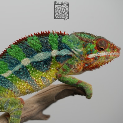 4 Month-old Rainbow Ambilobe Panther Chameleon Panther
