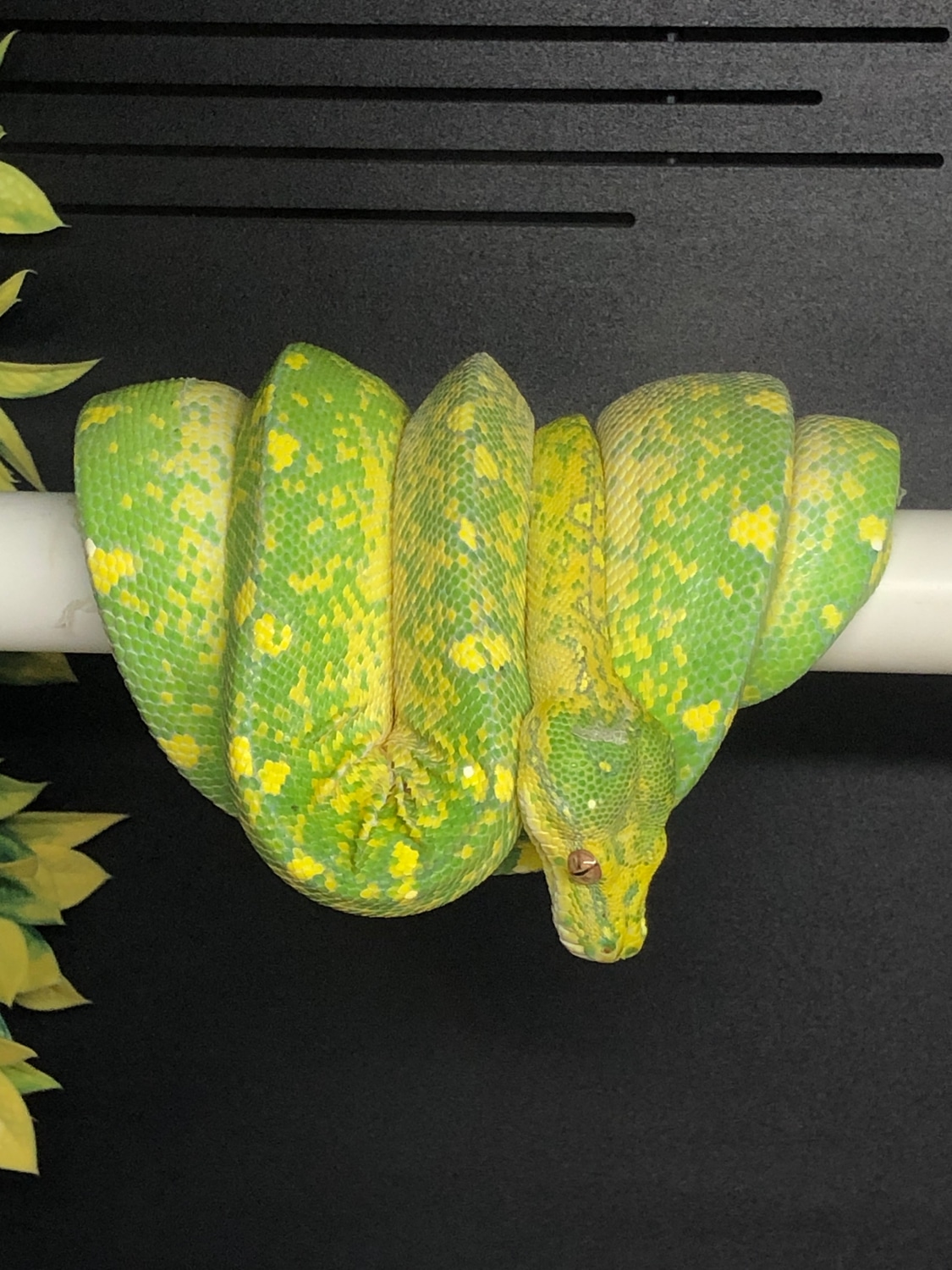 USCBB Designer Green Tree Python by Gulf Coast Chondros - MorphMarket