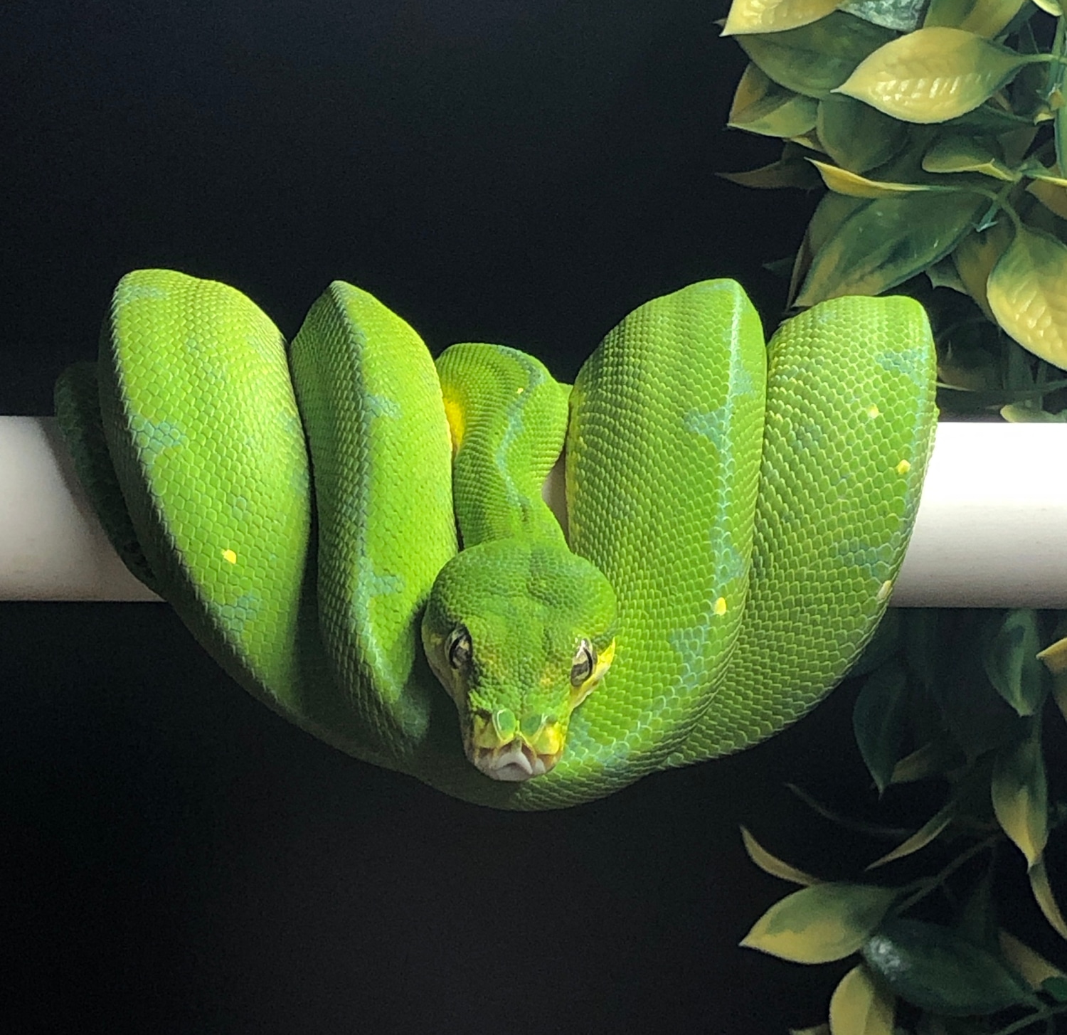 2016 Lereh Green Tree Python by Gulf Coast Chondros - MorphMarket