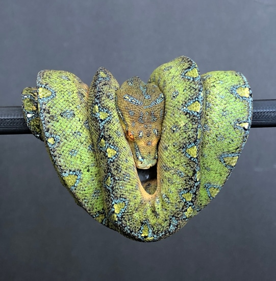 USCBB Designer Green Tree Python by Gulf Coast Chondros