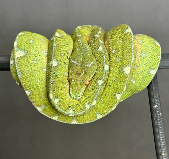 2022 Cyclops Green Tree Python by Gulf Coast Chondros