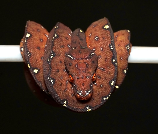Melanistic Blue Line Designer Green Tree Python by Gulf Coast Chondros