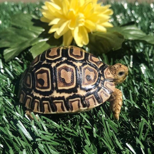 Well Started (Pb) Hatchling Leopard Tortoise by Leopard Tortoises