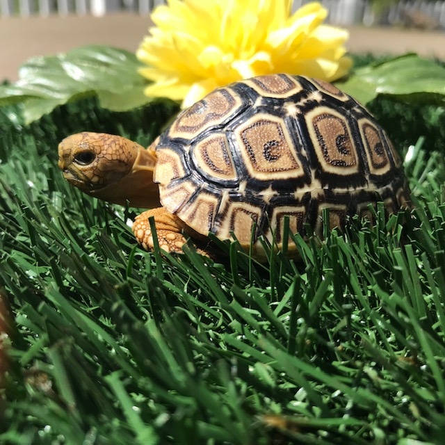 Well Started (SPb) Hatchling Leopard Tortoise by Leopard Tortoises