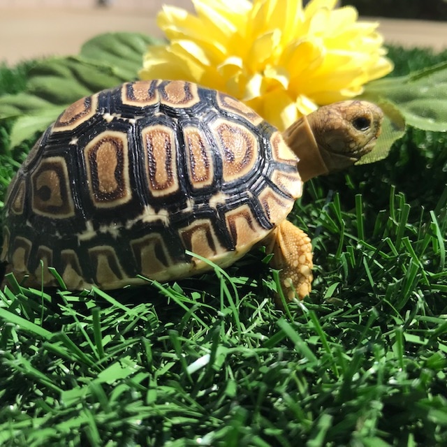 Well Started (SPb) Hatchling Leopard Tortoise by Leopard Tortoises