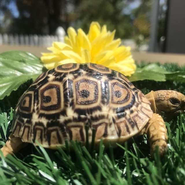 Well Started (SPb) Hatchling Leopard Tortoise by Leopard Tortoises