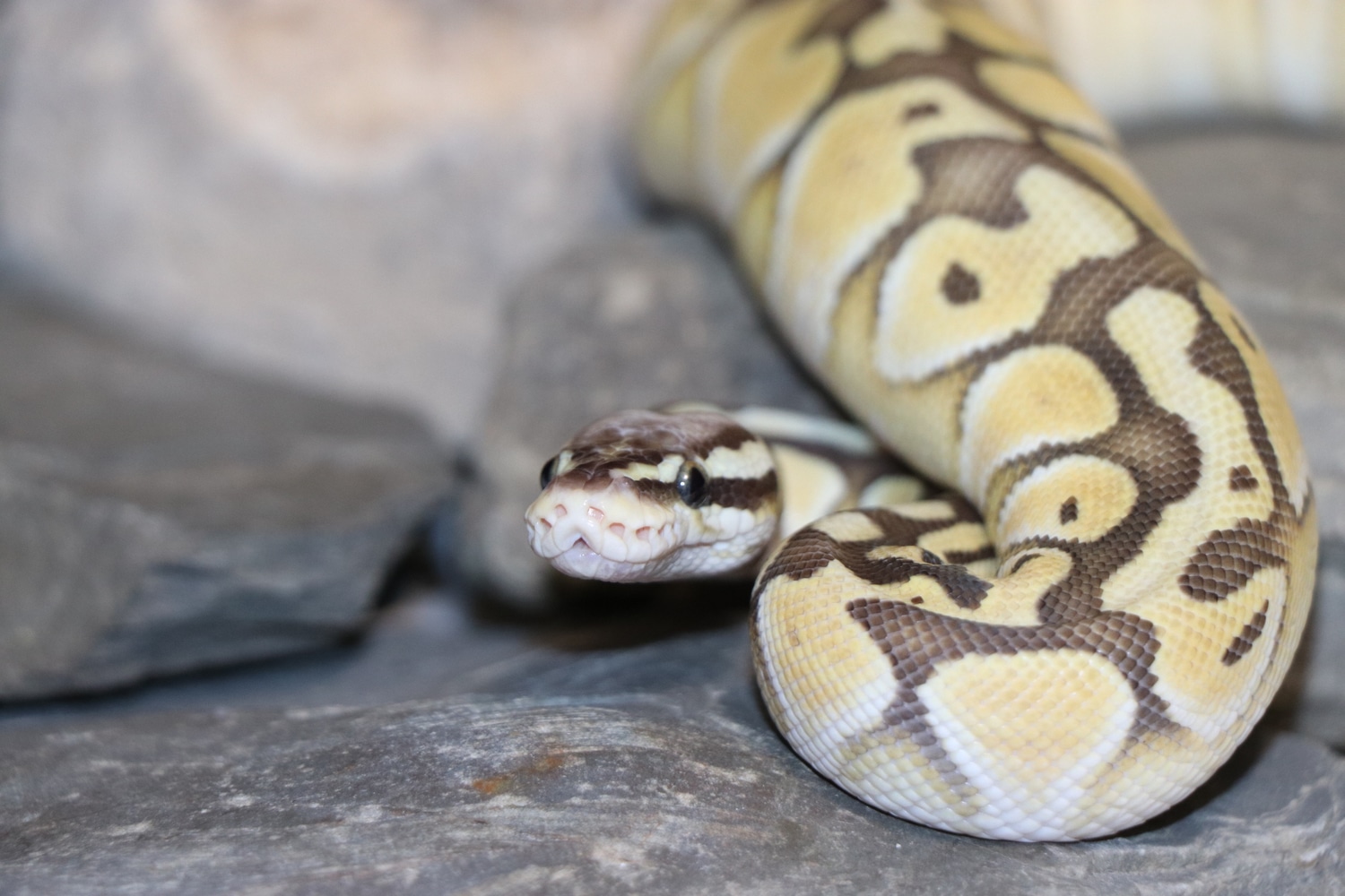 Super Pastel Butter Ball Python by Rupp Reptiles - MorphMarket
